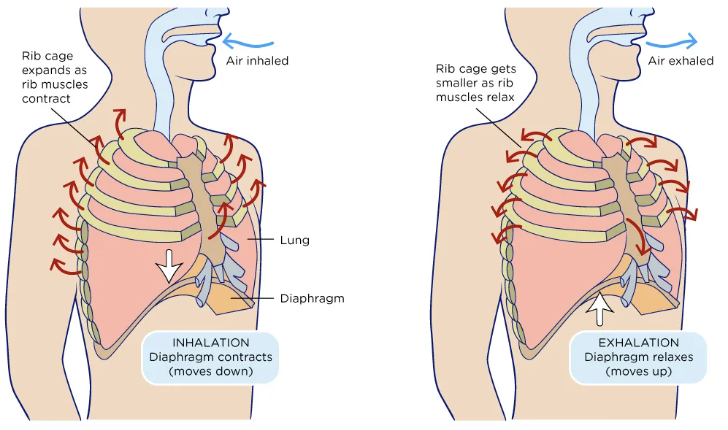 <p>mechanical ventilation in which negative pressure is generated on the outside of the chest and transmitted to the interior to expand the lungs and allow air to flow in</p>