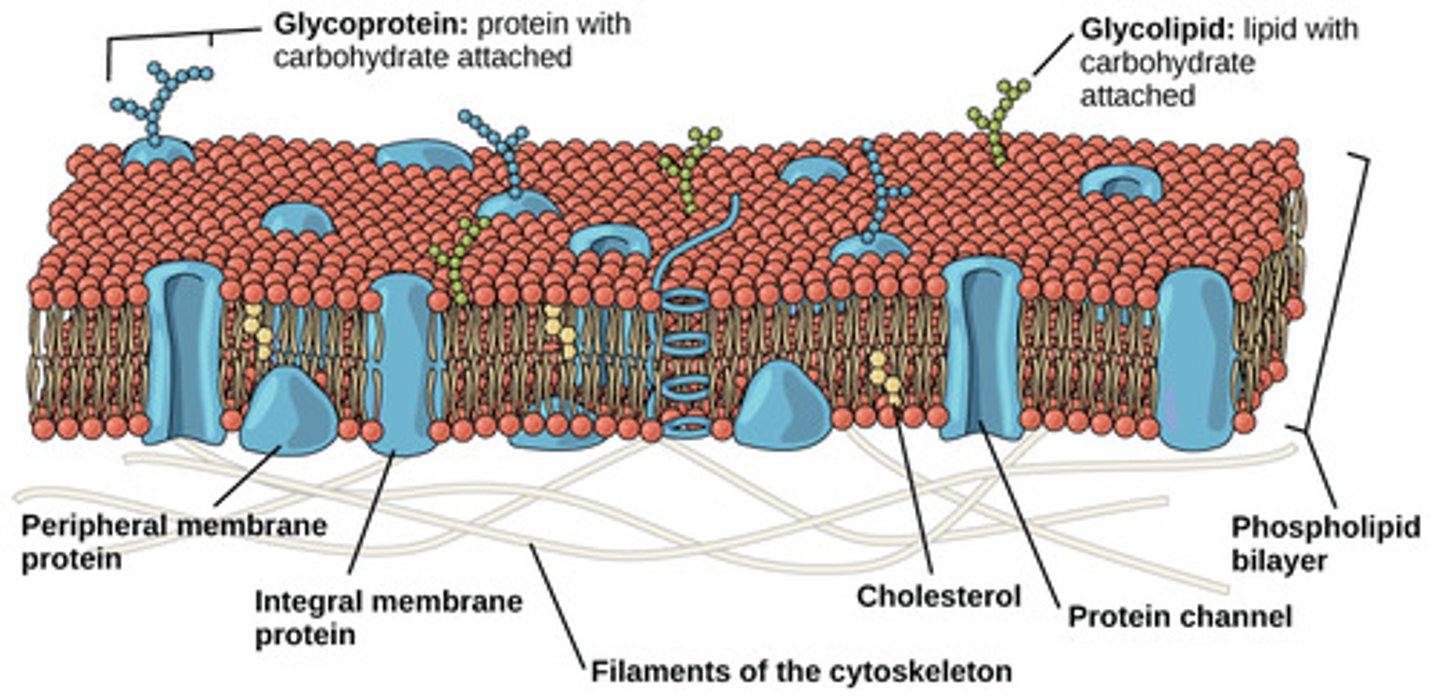 <p>glycolipids</p>