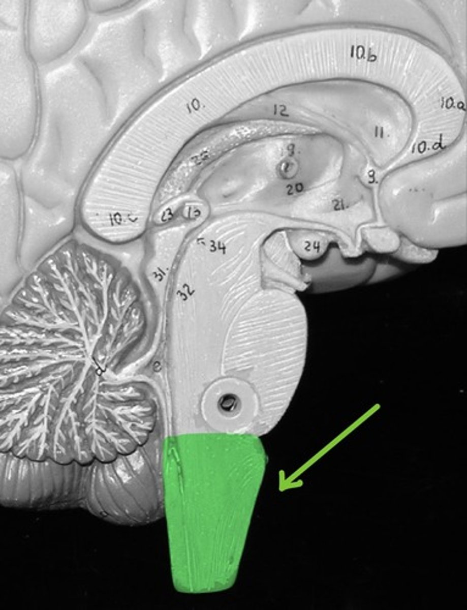 <p>Contains the vital control centers for heart rate, respiratory rate and blood pressure.</p>