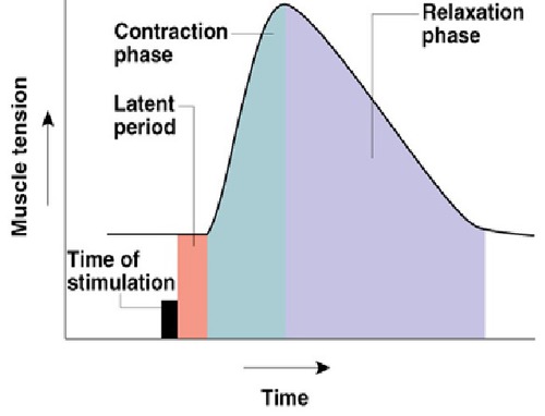 activation and excitation AP travels to entire muscle release of calcium