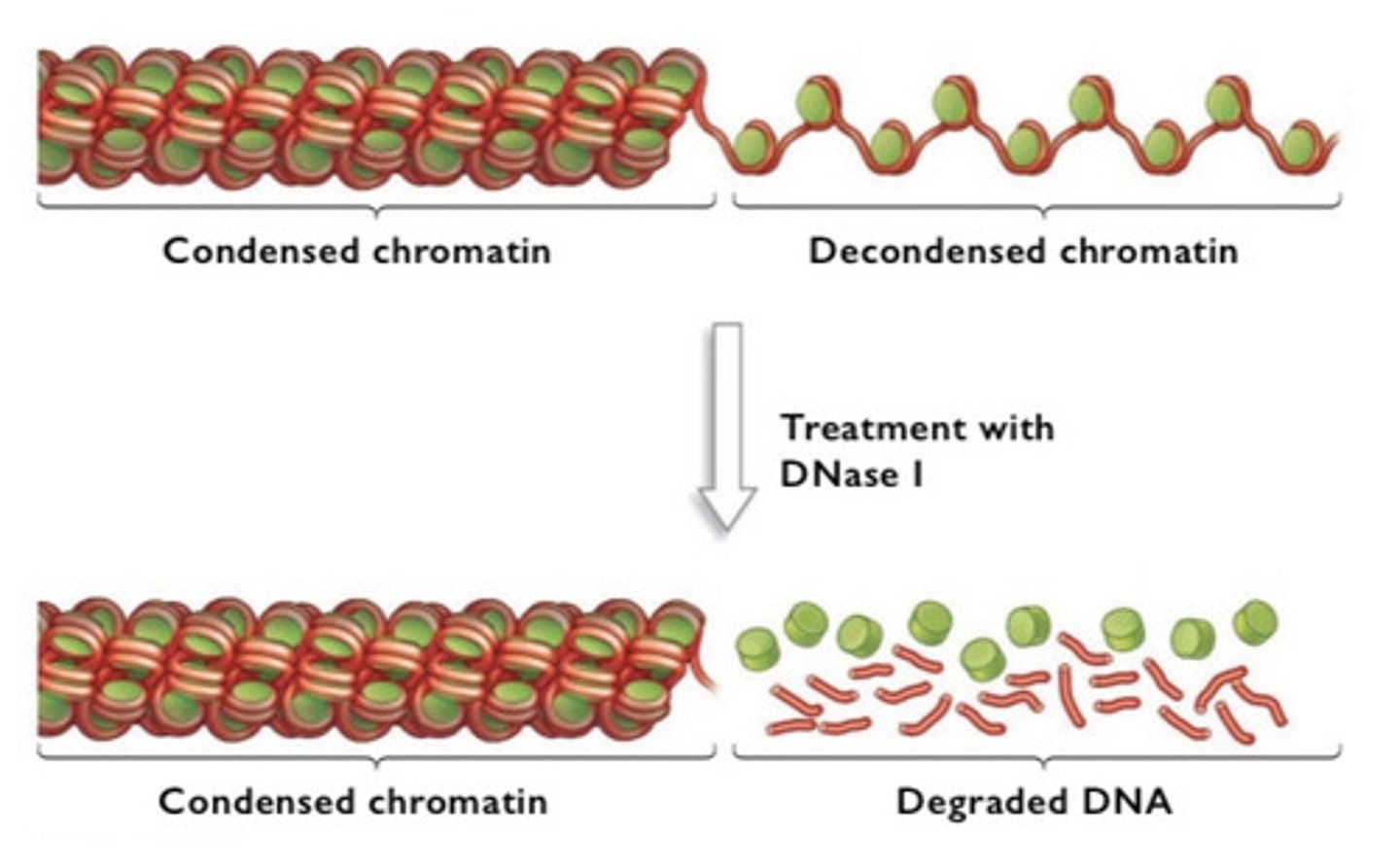 <p>-discovered remodeling using DNase to can cut decondensed DNA but not condensed DNA</p><p>-it cuts genes that are actively being transcribed, DNase degraded chromatin above 30 nm</p>