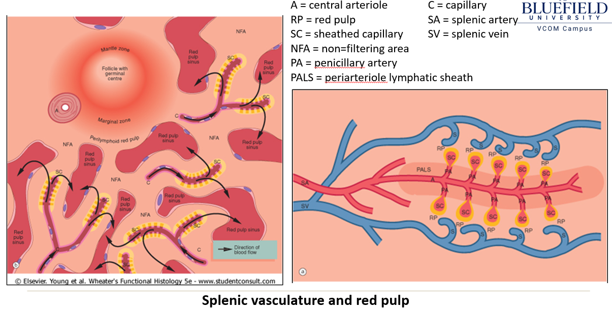 <ul><li><p>The <strong>splenic artery</strong> branches into <strong>trabecular and central arteries</strong>, where <strong>lymphocytes form the Periarteriole Lymphatic Sheath (PALs)</strong>.</p></li><li><p>Central arteries lead to <strong>penicillary arterioles</strong> and <strong>sheathed capillaries</strong> lined with <strong>macrophages</strong>.</p></li><li><p>Blood enters the <strong>open circulation of the red pulp</strong>, interacts with <strong>lymphoid cells</strong>, then moves into <strong>red pulp sinusoids</strong> before draining into <strong>splenic veins</strong>.</p></li></ul><p></p>