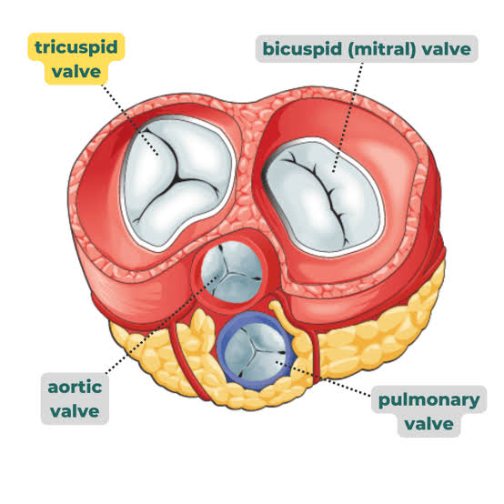 <p><span>Q: What does the aortic valve do?</span></p>