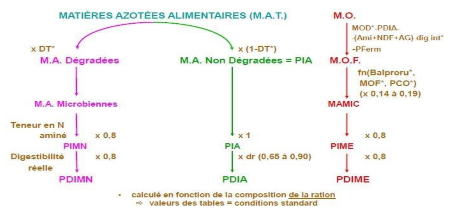 <p><span>DT = dégradabilité théorique (variable)</span></p><p><span>dr = digestibilité réelle (65-90%)</span></p><p><span>PDIA = MAT x (1-DT) x dr</span></p><p><span>PDIMN = MAT x DT x 0.8 x 0.8 → on considère que l’on apporte l’énergie en excès (N= facteur limitant)</span></p><p><span>Rq : + les animaux mangent + le PDIA augmente.</span></p>