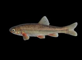 <p><span>Found in </span>Chihuahua<span>, Mexico and in </span>New Mexico<span>, United States.</span></p>