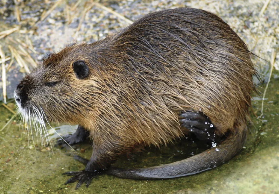 <p>Nutria</p>