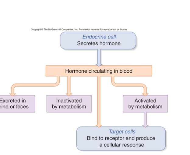 <ol><li><p>Endocrine cell: secretes hormone</p></li><li><p>Hormone is now circulating in blood</p></li><li><p>It can either be excreted in urine/feces, OR be inactivated by metabolism, </p></li><li><p>OR, be activated by metabolism </p></li><li><p>if activated by metabolism it can go to target cells and bind to receptor and produce a cellular reponse, (it can also just directly bind to the receptor)</p><p></p></li></ol><p></p>