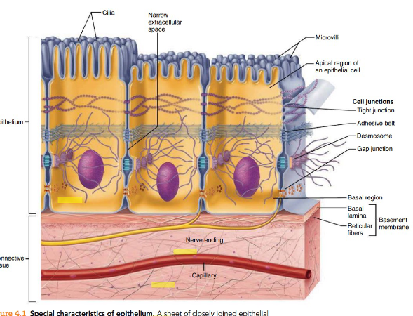 <p>Epithelial tissue is a type of tissue that lines the surfaces of organs and structures throughout the body. It functions mainly in protection, absorption, secretion, and sensation. (Anything you can touch)</p>