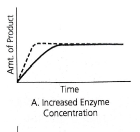 <p>Assuming abundant substrate, An increase in enzyme concentration will lead to…</p>