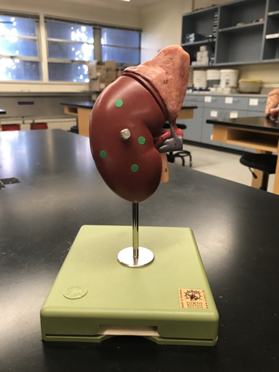 <p>Name this organ</p>