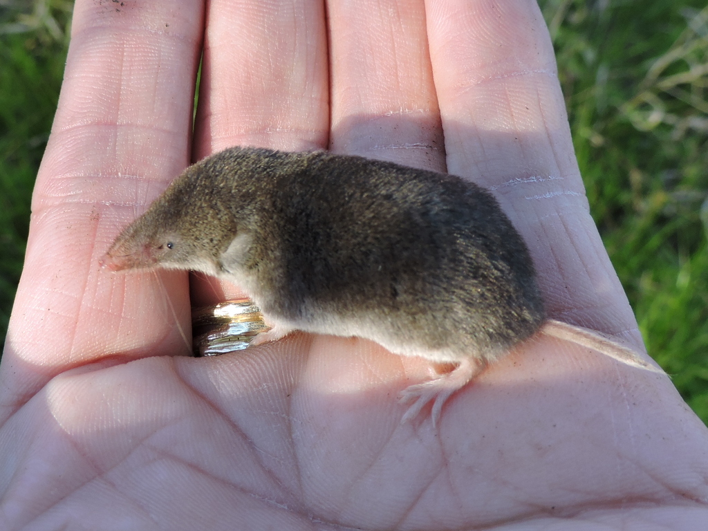 <p>Cryptotis parvus</p>