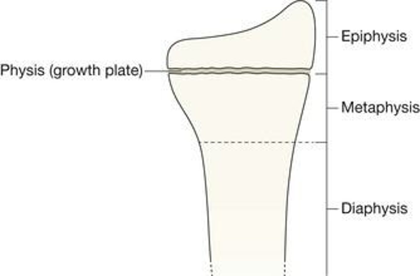 <p>Epiphysis (end of long bones), Physis (segment responsible for lengthening), Metaphysis (wide part where diaphysis and epiphysis meet), Diaphysis (shaft), Periosteum (sheath covering the bones).</p>