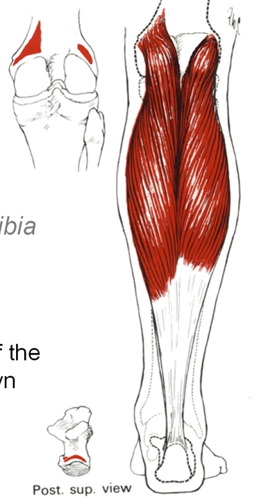 <p>Name; Insertion</p>