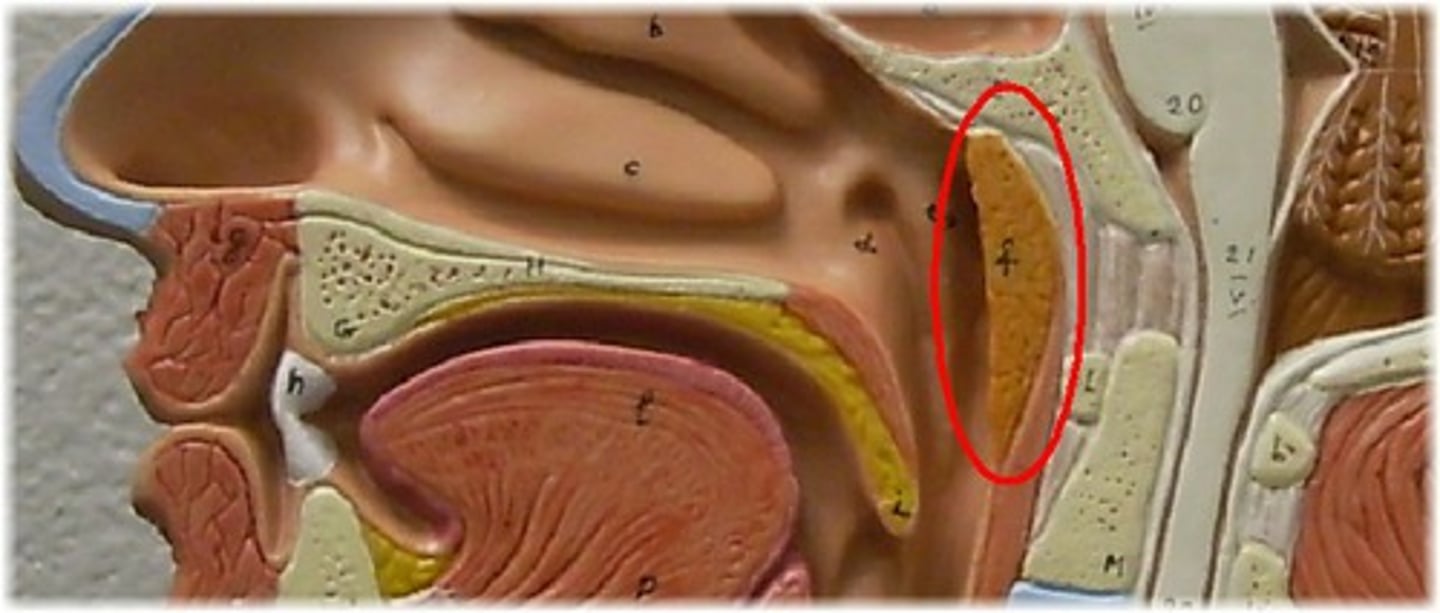 <p>Lymphoid tissue located in the nasopharynx that helps fight infections.</p>