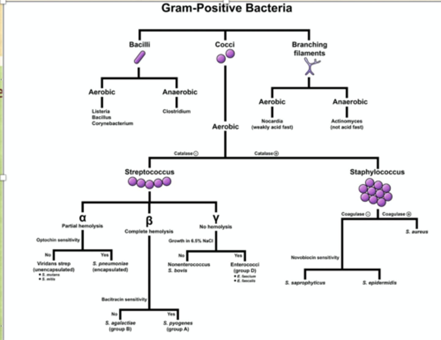 <p>▪ Catalase positive: enzyme that converts hydrogen peroxide to water and oxygen gas: (sample will bubble)</p><p>▪ Coagulase positive: ability to clot blood plasma. Coagulase-positive staphylococci are the most pathogenic species S aureus. (increases virulence)</p><p>▪ Acid fast: bacterium have ability to resist decolorization by acids during staining procedures.</p>