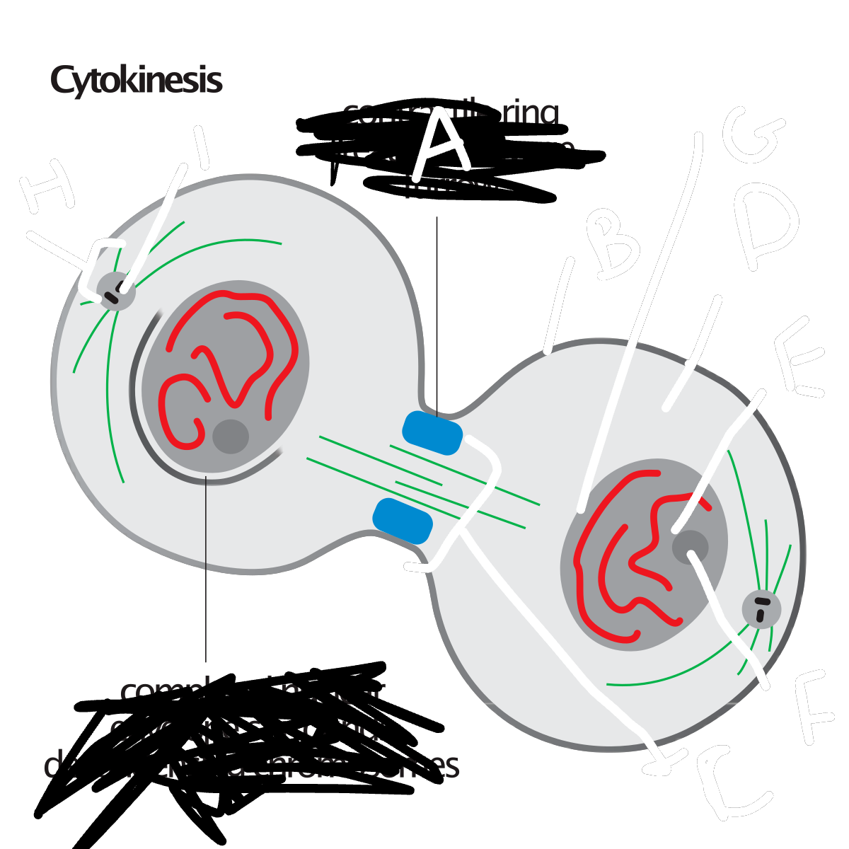 what phase of mitosis is this?
