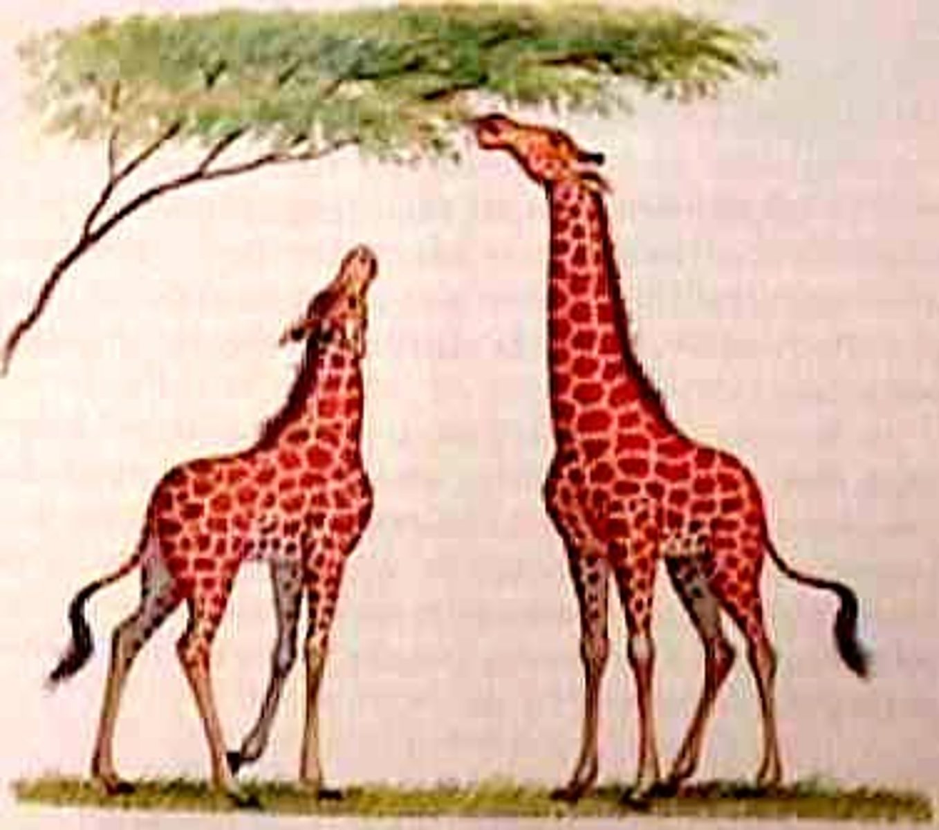 <p>A natural process resulting in the evolution of organisms best adapted to the environment.</p>