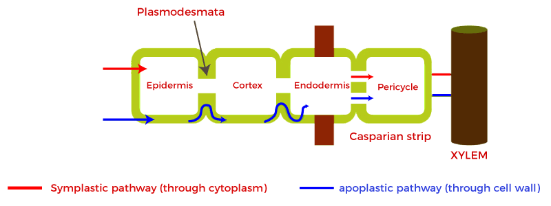 <p>Active transport brings minerals to the xylem. Roots maintain a positive pressure as water moves into the xylem by osmosis. This creates a positive pressure which moves water up the xylem. The root pressure allows water to move up the xylem of plants, even when transpiration rates are low. </p>