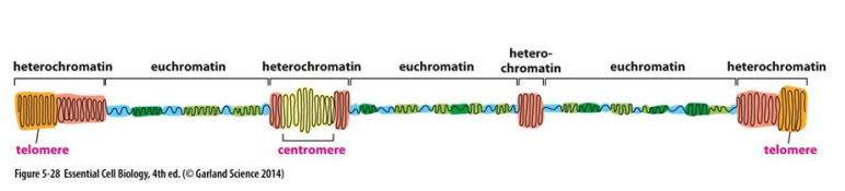 <ul><li><p>Heterochromatin</p></li><li><p>Euchromatin</p></li></ul>