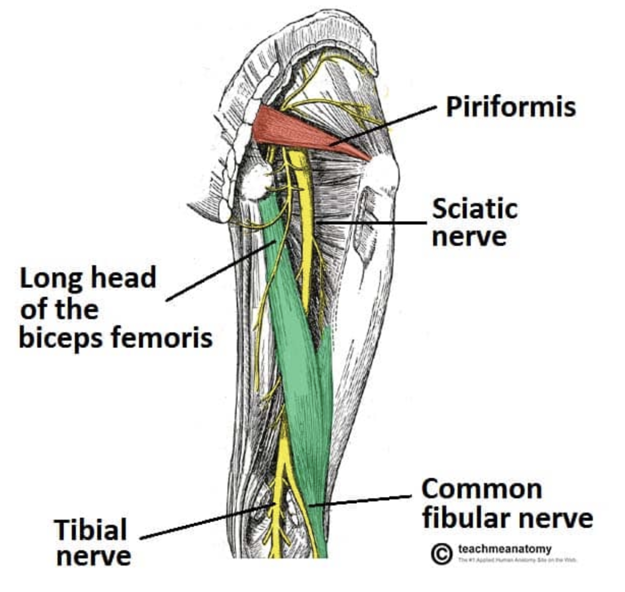 <ul><li><p>contains both anterior and posterior divisions of the lumbosacral plexus</p></li><li><p>The <strong>anterior</strong> <strong>divisions</strong>- <strong>run</strong> in the <strong>medial</strong> side of the nerve= later becomes= <strong><u>tibial nerve</u></strong></p></li><li><p>The <strong>posterior</strong> <strong>division</strong> fibers <strong>run</strong> in the <strong>lateral</strong> side = later becomes= <strong><u>common fibular (peroneal) nerve</u></strong></p></li><li><p>sciatic nerve is the largest and longest nerve in the body.</p></li><li><p>Runs from the sacral plexus where it emerges from the pelvis through the greater sciatic notch of the os coxae and runs along the posterior thigh</p></li><li><p>Just superior to the popliteal fossa the sciatic nerve splits into two nerves: a. Tibial nerve b. Common fibular nerve</p></li></ul><p></p>