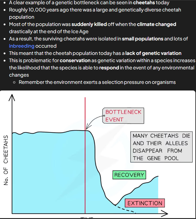 <ul><li><p>similar to founder and occurs when prev large pops suffers dramatic fall in numbers</p></li><li><p>major env event can greatly reduce no. indi in pop = reduced gen diversity in pop as alleles lost</p></li><li><p>surviving indis end up breeding and reproducing w close relatives</p></li></ul><p></p>