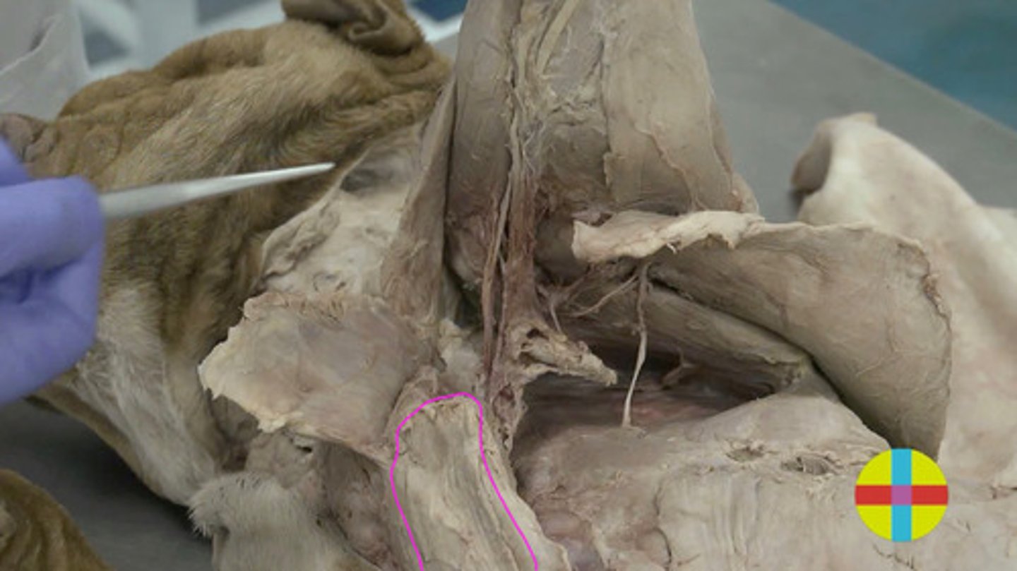 <p>Es el más caudal de los m. pectorales y el de</p><p>mayor tamaño. </p><p>Origen: Manubrio esternón</p><p>Inserción: tub mayor y menor húmero</p><p>Función: con el miembro torácico fijo es propulsor del tronco, aproximador y fija el miembro la tronco. Inervación: n. pectorales caudales.</p>