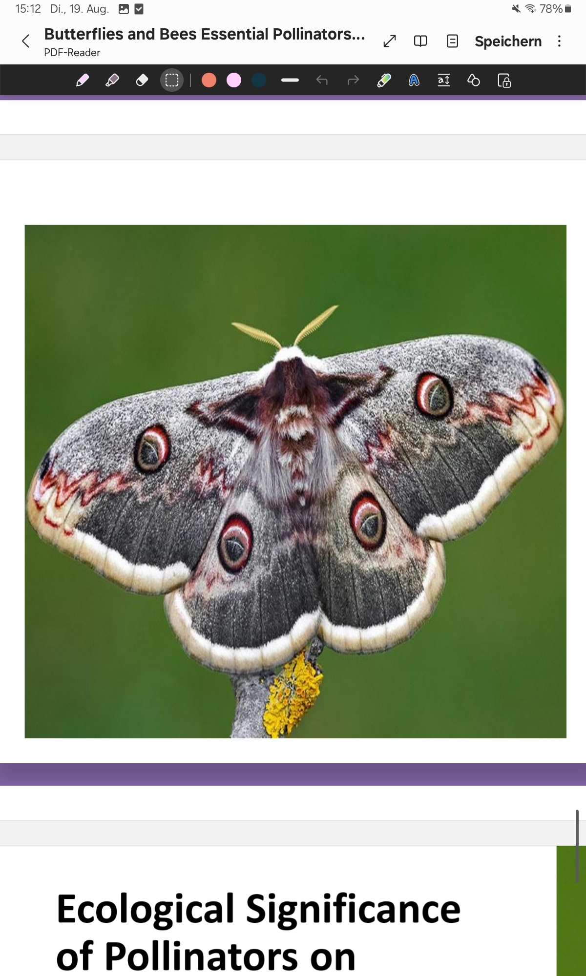 <p>Giant Peacock Moth </p>
