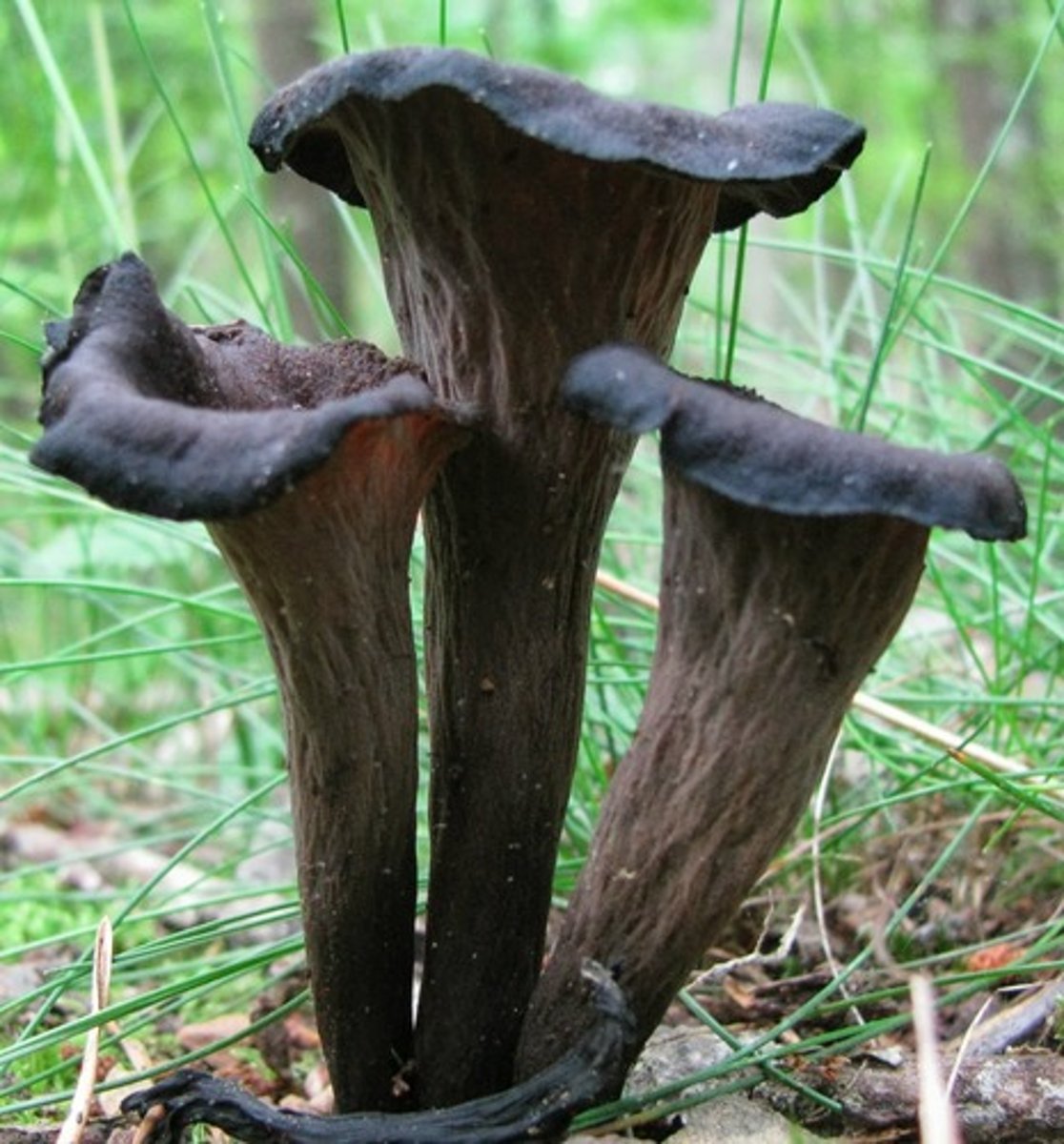<p>black trumpet mushrooms</p>