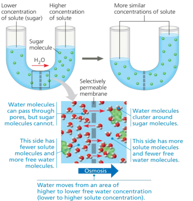 <p>Water diffuses across the membrane from the region of higher free water concentration (lower solute concentration) to that of lower free water concentration (higher solute concentration) until the solute concentrations on both sides of the membrane are more nearly equal.</p>