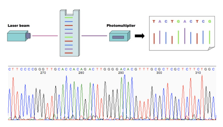 <ul><li><p class="Paragraph SCXO173098021 BCX4" style="text-align: left;"><span style="background-color: inherit; line-height: 19.55px; color: windowtext;"><span>Fluorescence detection systems are used to image the fluorescence producing an electropherogram</span></span><span style="line-height: 19.55px; color: windowtext;"><span>&nbsp;</span></span></p><ul><li><p class="Paragraph SCXO173098021 BCX4" style="text-align: left;"><span style="background-color: inherit; line-height: 19.55px; color: windowtext;"><span>Peaks is due to number of DNA strands with that sequence</span></span><span style="line-height: 19.55px; color: windowtext;"><span>&nbsp;</span></span></p></li></ul></li><li><p class="Paragraph SCXO173098021 BCX4" style="text-align: left;"><span style="background-color: inherit; line-height: 19.55px; color: windowtext;"><span>Capillary electrophoresis allows the standard gel electrophoresis step to be bypassed</span></span><span style="line-height: 19.55px; color: windowtext;"><span>&nbsp;</span></span></p></li><li><p class="Paragraph SCXO173098021 BCX4" style="text-align: left;"><span style="background-color: inherit; line-height: 19.55px; color: windowtext;"><span>Further technical upgrades meant that 384 samples could be run in parallel</span></span><span style="line-height: 19.55px; color: windowtext;"><span>&nbsp;</span></span></p></li></ul><p></p>