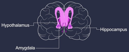 <p>it is involved in motivations, regulating emotions, forming memories, and behavior. </p>