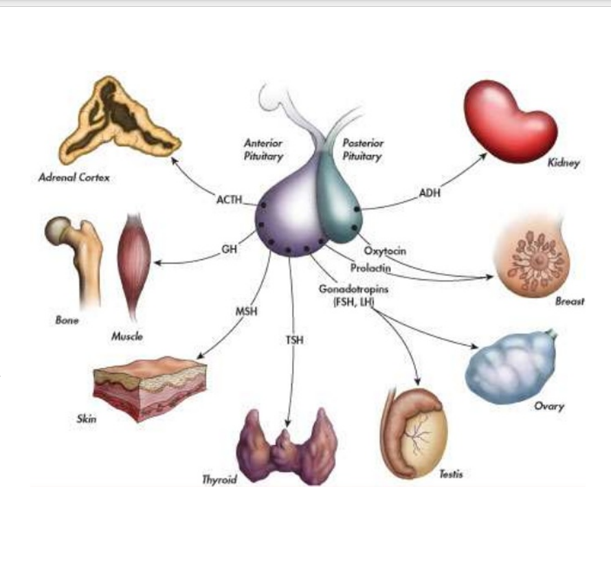 <p>hypothalamus hormones</p>