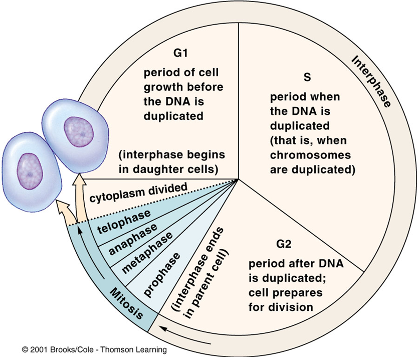 <p>Eukaryotic cell division is regulated through various mechanisms to ensure proper growth, repair, and maintenance of tissues. Here are the key points:</p><ul><li><p><strong>Division Frequency</strong>: Some cells no longer divide or divide infrequently and need specific signals to initiate division.</p></li><li><p><strong>Growth Factors</strong>: These are external chemical signals that stimulate cells to divide. Different types of growth factors play distinct roles in cell division.</p><ul><li><p><strong>Platelet-Derived Growth Factor (PDGF)</strong>: Released from platelets that initiate blood clotting, PDGF stimulates skin cells to divide and heal wounds.</p></li><li><p><strong>Interleukins</strong>: Produced by some white blood cells, interleukins promote cell division in other white blood cells.</p></li><li><p><strong>Erythropoietin</strong>: Produced in the kidneys, erythropoietin stimulates the division of bone marrow cells, leading to the production of red blood cells.</p></li></ul></li></ul><p>These mechanisms ensure that cells divide at the appropriate times, contributing to the overall health and function of the organism. </p>