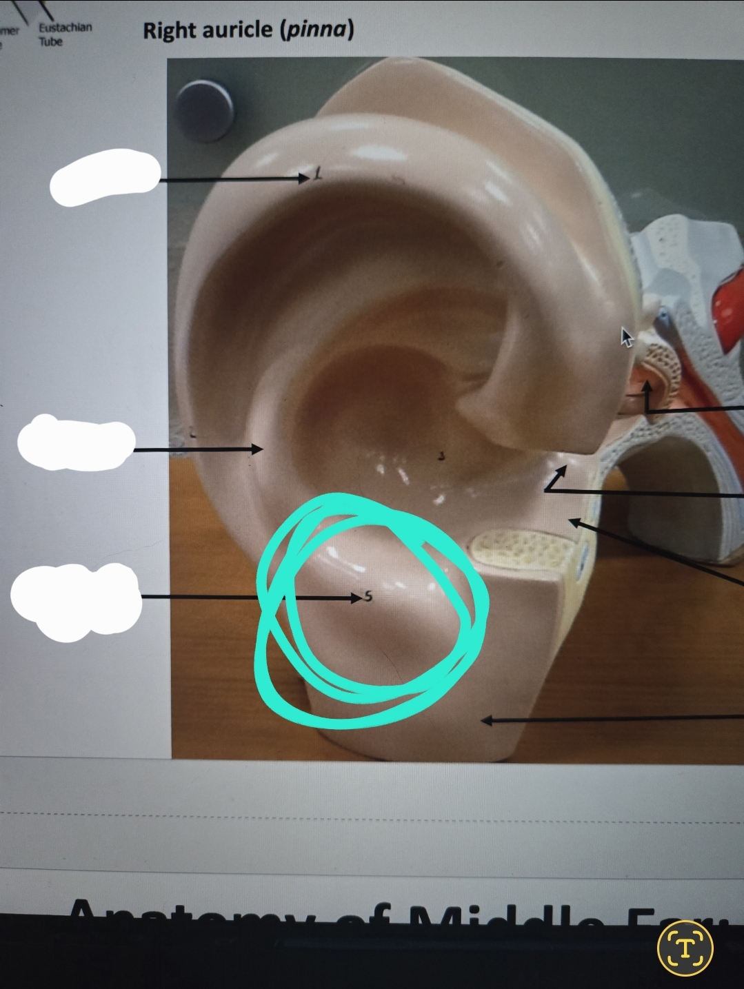 <p>Anatomy of the ear</p>