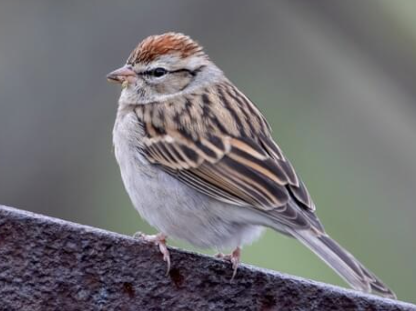 <p>small slender, plain grayish breast, rusty cap, and black eyeline in breeding season. Not as bright in the winter</p>