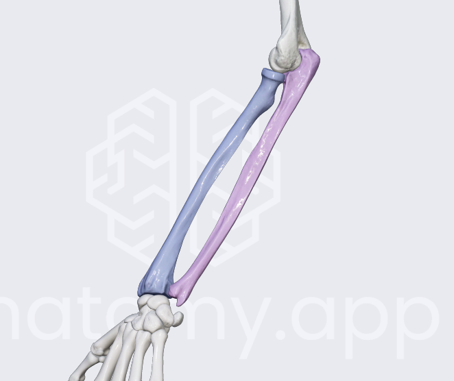 <p>interosseous membrane </p>