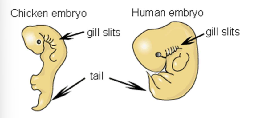 human and chicken embryo similarities