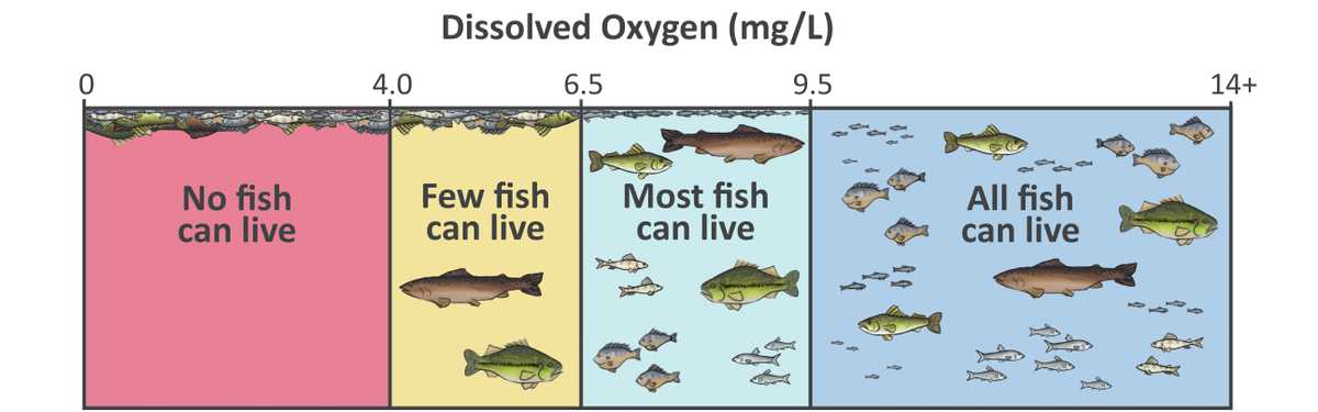 <p>oxygen that is dissolved in the water that aquatic plants and animals use to breathe</p>