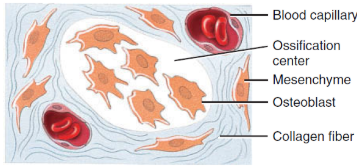 <p>&nbsp;Specific chemical messages cause the cells of the mesenchyme to cluster together and differentiate, first into osteoprogenitor cells and then into osteoblasts. Osteoblasts secrete the organic extracellular matrix of bone until they are surrounded by it. </p>
