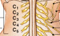 <p>Which plexus of the ventral rami:</p><ul><li><p>Includes ventral rami of spinal nerves C<sub>1</sub>-C<sub>5</sub> </p></li><li><p>Innervates neck, thoracic cavity, diaphragmatic muscles</p></li><li><p>Major nerve</p><ul><li><p>Phrenic nerve (controls diaphragm)</p></li></ul></li></ul><p></p>