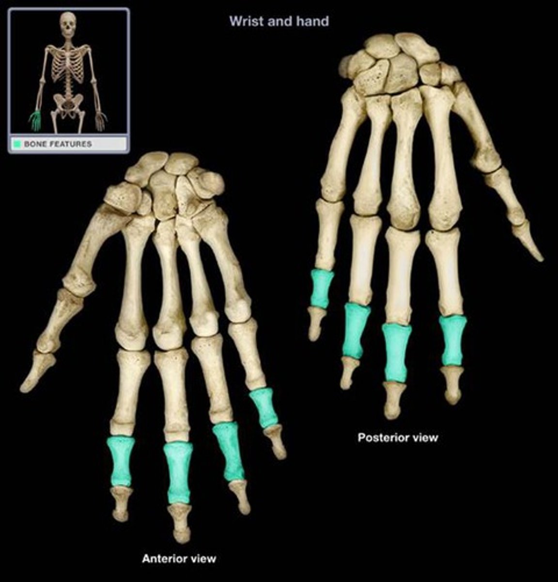 <p>- made of the head, body, and base</p><p>- insertion of flexor digitorum superficialis</p>
