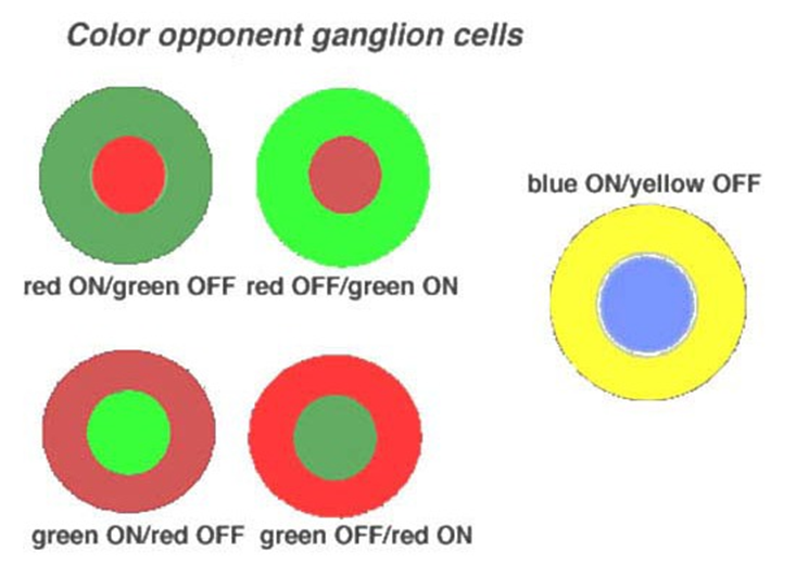 explain how these opponent cells work by explaining these diagrams 