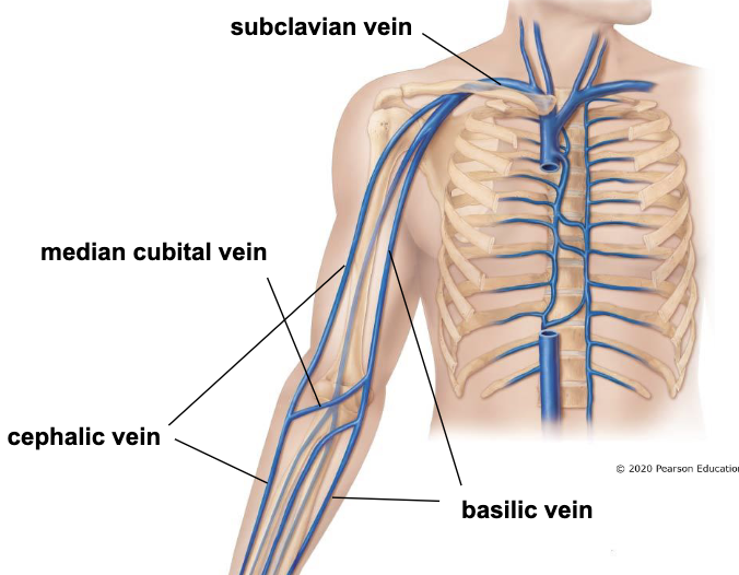 <p>*also called cutaneous veins (in hypodermis)</p><ul><li><p><u>basilic vein</u> - medial side of arm and forearm, joins axillary vein</p></li><li><p><u>cephalic vein</u> - lateral side of arm and forearm, joins subclavian vein</p></li><li><p><u>medial cubital vein</u> - connects cephalic and </p><ul><li><p>common site for venipuncture </p></li></ul></li></ul><p></p>