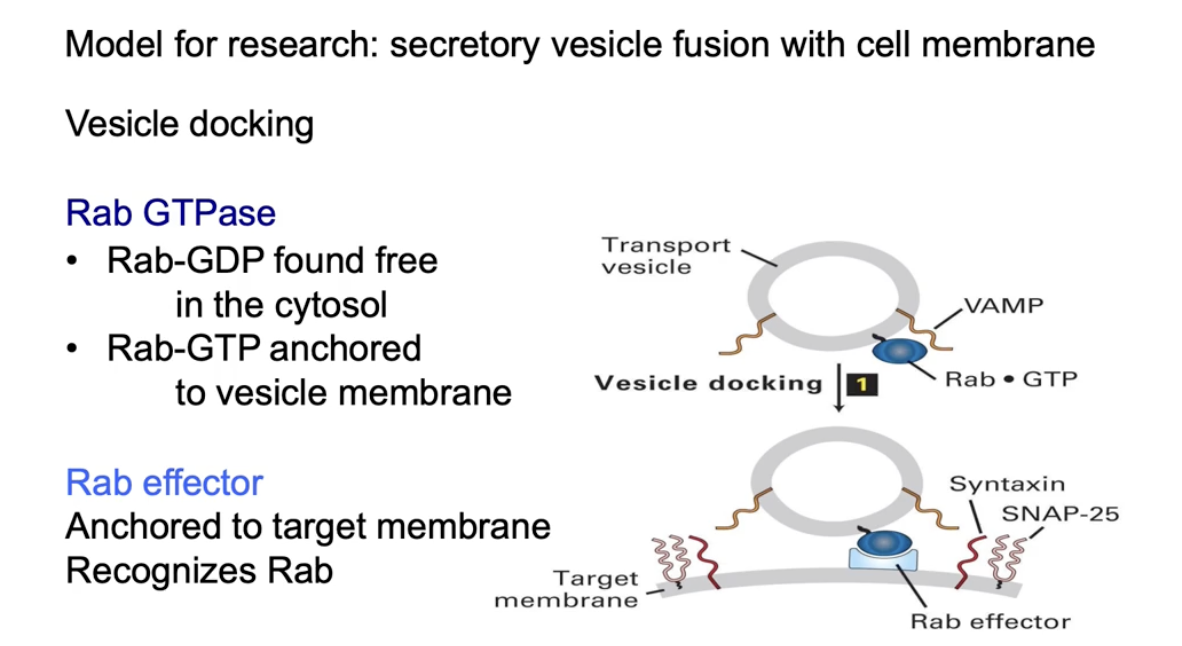 <ul><li><p><strong>Rab-GDP</strong>:</p><ul><li><p>Inactive form</p></li><li><p>Free in the cytosol</p></li></ul></li><li><p><strong>Rab-GTP</strong>:</p><ul><li><p>Active form</p></li><li><p>Bound to vesicles by hydrophobic anchor</p></li></ul></li><li><p><strong>Function of Rab-GTP</strong>:</p><ul><li><p>Binds to <strong>Rab effector</strong> on the target membrane</p></li><li><p>Helps <strong>dock the vesicle</strong> at the correct location</p></li></ul></li><li><p><strong>Docking vs. Fusion</strong>:</p><ul><li><p>Docking aligns vesicle with target</p></li><li><p><strong>Fusion</strong> is still needed to release the cargo inside</p></li></ul></li></ul><p></p>