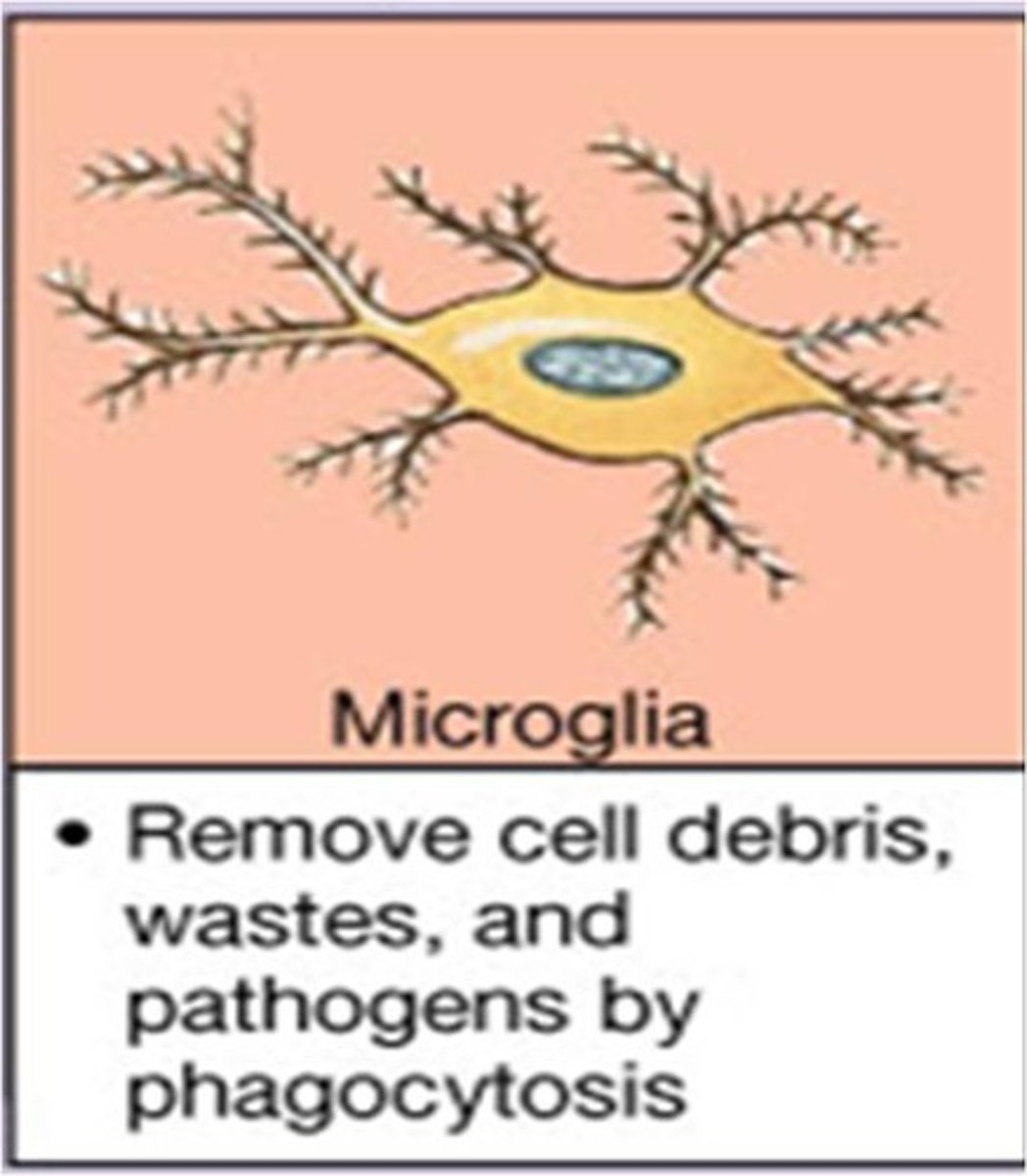 <p>- They act like phagocytes and engulf cellular debris, waste products &amp; pathogens</p><p>- Monitor the health of nearby neurons, and dispose of debris, including dead brain cells and bacteria</p>