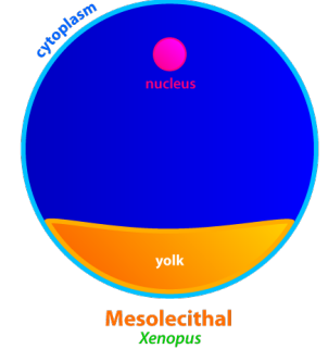 <p>-MODERATE amount of yolk at vegetal pole (Light side)</p><ul><li><p>Ex: Xenopus</p></li></ul>