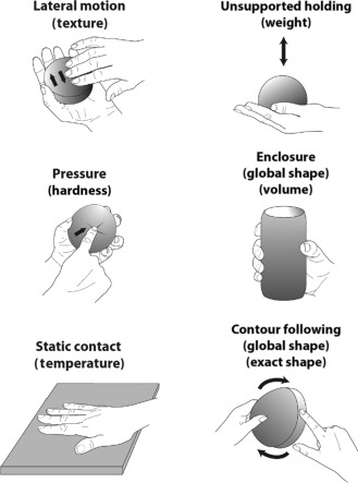 <p>perception based on exploring objects in the world through touch.</p><p>Involves multiple systems:</p><ul><li><p>Somatosensory system</p></li><li><p>Motor system</p></li><li><p>Cognitive system</p></li></ul><p></p>