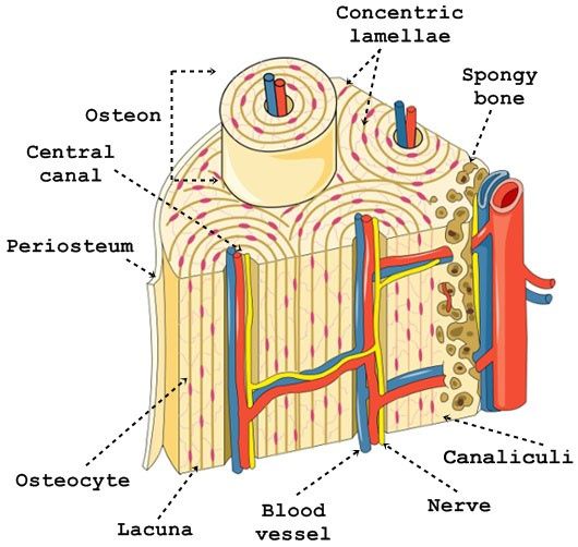 <p>runs through core of osteon; provides oxygen and nutrients via blood vessels and nerve fibers</p>