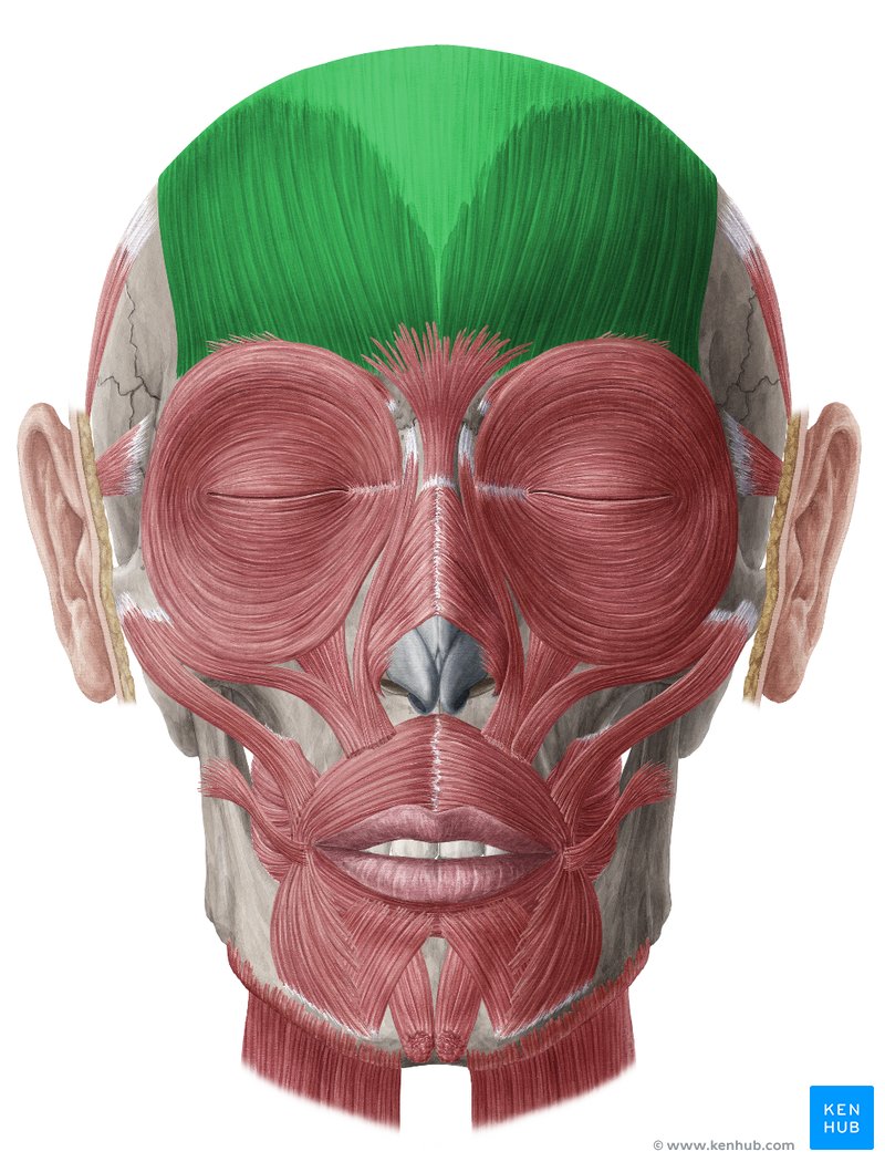 <p>Spans from the occipital bone to the frontal region of the skull; raises eyebrows and wrinkles forehead.</p>