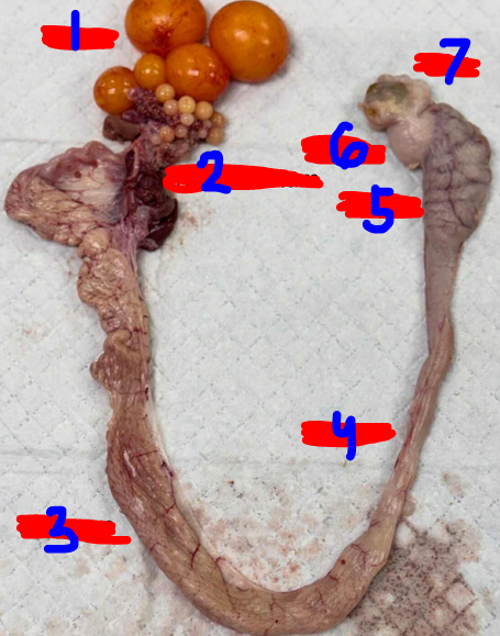 <p>Give the specific name of the part of the organ labelled #3 and the specie it came from</p>